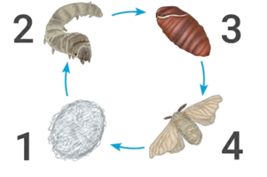 0901plm0-cc71-301x200.png