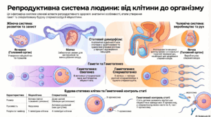 Репродуктивна система людини та гаметогенез.