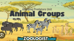 Groups in nature_ To_the_Top