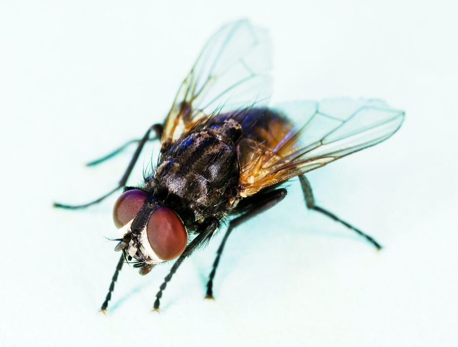 0901prir-ee5e-940x713.jpg