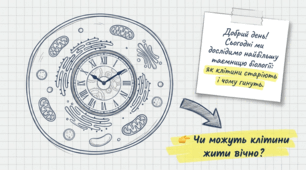 Старіння та смерть клітин