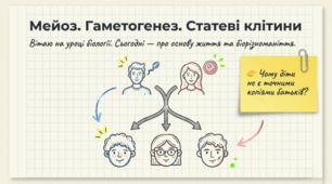 Мейоз. Особливості гаметогенезу в людини. Статеві клітини