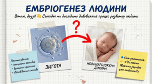 Ембріогенез людини