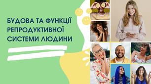 Будова репродуктивної системи людини