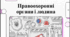 Правоохоронні органи. Відеоподкаст.