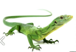 0901q900-281a-255x174.png