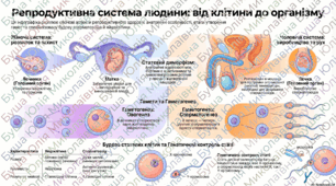 Репродуктивна система людини. Гаметогенез, статеві клітини.