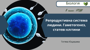 Репродуктивна система людини. Гаметогенез, статеві клітини. 8 клас. НУШ