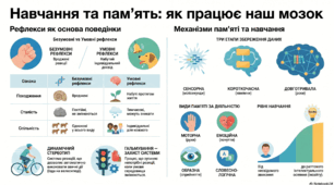 Рефлекси. Навчання і пам’ять
