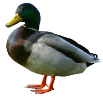 0901qtjn-5135-213x205.png