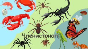 Тип Членистоногі