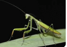 0901r5j4-c3fa-250x176.png