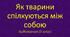 Аудіювання "Як тварини спілкуються між собою"