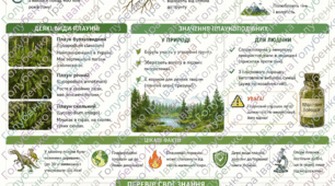 Плауноподібні. Робочий аркуш