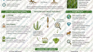 Хвощеподібні. Робочий аркуш