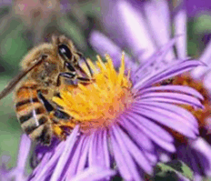 0901rcxe-c09a-232x199.png