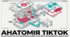 Феномен TikTok: історія, факти та розвінчання міфів