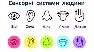  Сенсорні системи (8 клас)