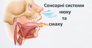 Сенсорні системи смаку та нюху | Презентація. Біологія