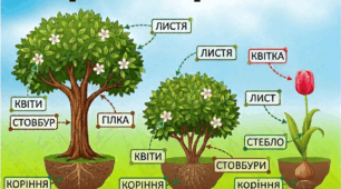 Методичний матеріал "Дерева. Кущі. Квіти"