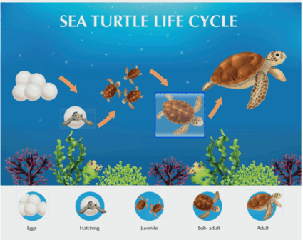 0901rz5t-8612-425x336.png