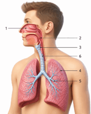 0901scew-d79d-183x229.png