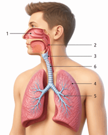 0901scew-d79d-222x278.png