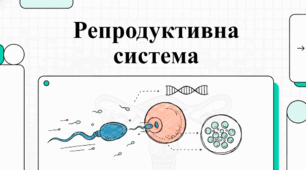 Матеріали до уроку. Будова і функції репродуктивної системи людини. 8 кл НУШ🎥 📊🧩Відео, презентація, інфографіка