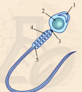 0901shch-ddcb-166x186.png
