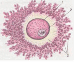 0901si1f-7d77-146x123.png