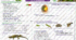 Рептилії. Самостійна робота 2 варіанти. за 3 групами результатів