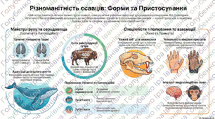 § 60. Копитні. Китоподібні. Хижі. Примати