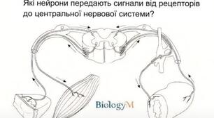 НМТ біологія 
