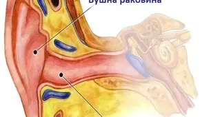 Конспект уроку. Біологія 8 клас. НУШ.  Тема уроку: Слухова сенсорна система. Вухо. Гігієна слуху