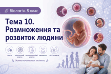 Тема 10. Розмноження та розвиток людини. Біологія. 8 клас. Балан