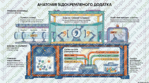 8 клас українська мова "Відокремлені додатки. Розділові знаки в реченнях із відокремленими додатками".