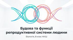 Презентація "Будова та функції репродуктивної системи  людини" 8 НУШ (відеоогляд+інфографіка)