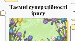Іриси: райдужні квіти культури та природи