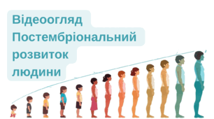 Постембріональний розвиток людини 8 НУШ. Відеоогляд