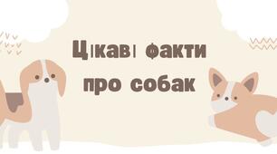 Презентація «Цікаві факти про собак»