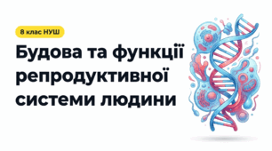 60 Будова та функції репродуктивної системи людини