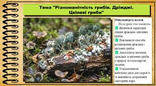 Різноманітність грибів. Дріжджі. Цвілеві гриби. Біологія. 7 клас. До підручника Балан П., Козленко О. та ін.