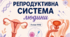 Репродуктивна система людини. 👩‍🔬💫👨‍🔬👶8 кл НУШ