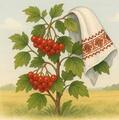 Калина - Людмила Коваль