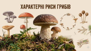 Характерні риси грибів