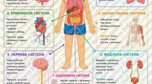 Пазл "Системи органів людини" 18 елементів