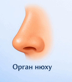 0901v6hp-b43c-303x344.png
