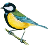 0901vbum-664b-155x150.png