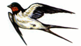 0901vbut-d5ce-160x92.png