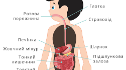 Будова травної системи